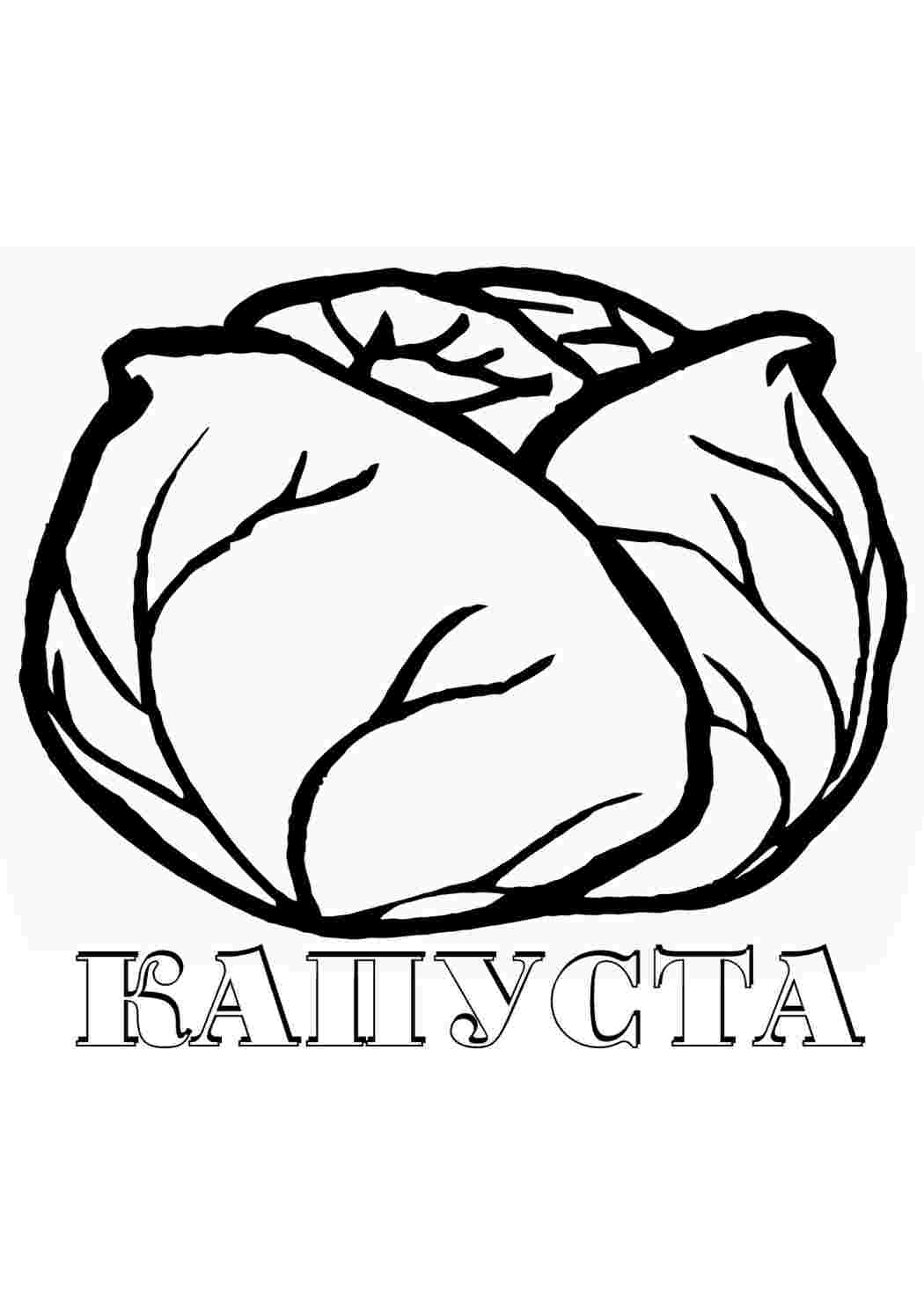 Раскраска Капуста їжа. Розфарбовувати онлайн.