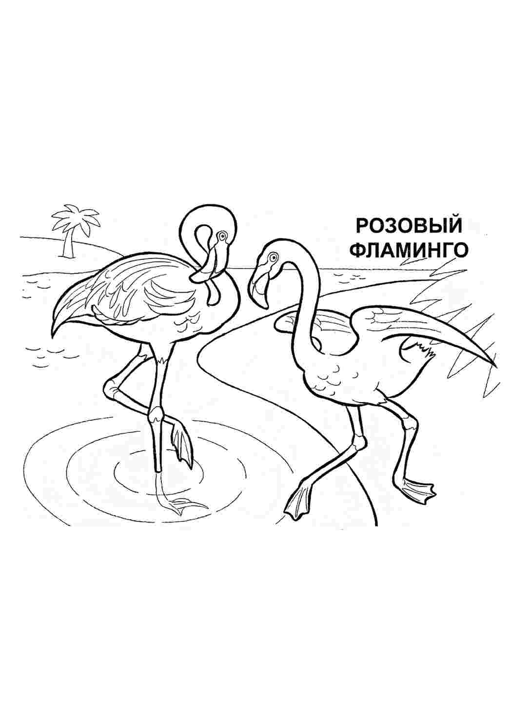 Раскраска Розфарбунки тварин розфарбунок фламінго. Гарні розфарбунки.