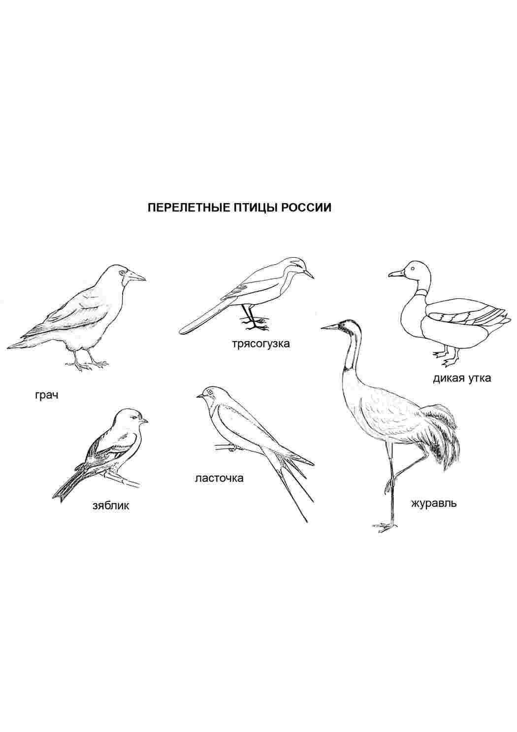 Раскраска Розфарбування тварин. Розфарбування перелітні птахи. Розфарбовувати онлайн.