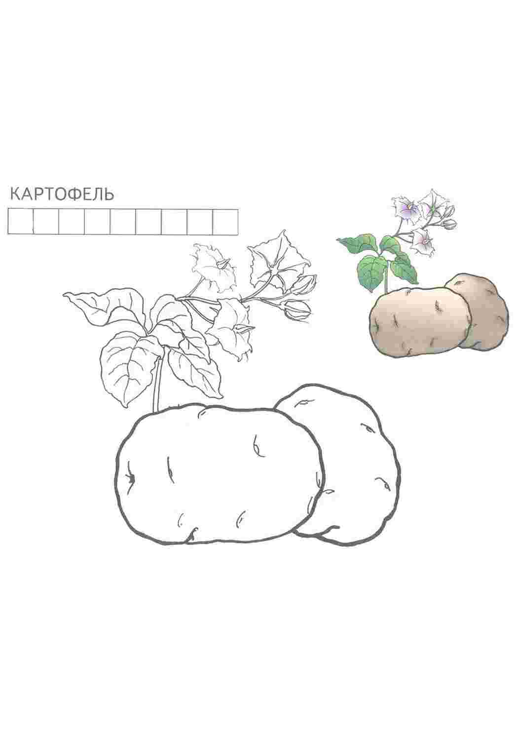 Раскраска Розфарбування картопля. Розмальовки.