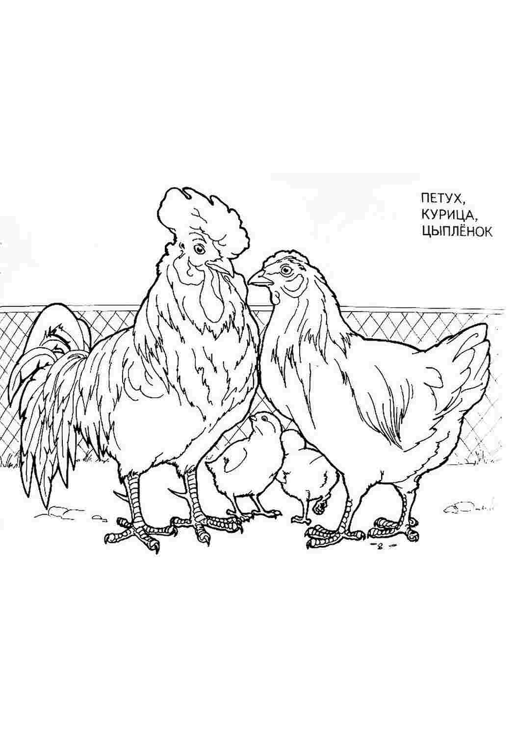 Раскраска Розфарбування тварини. Розфарбування.