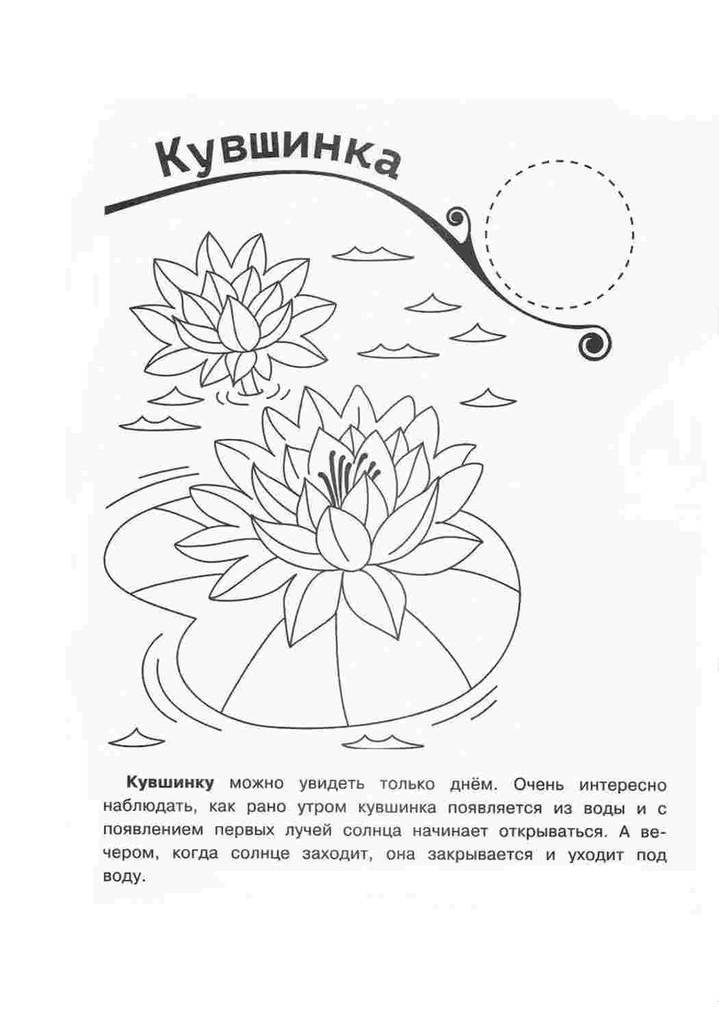 Раскраска Розфарбунки природа розмальовка кувшинка. Розфарбунки для розвитку.