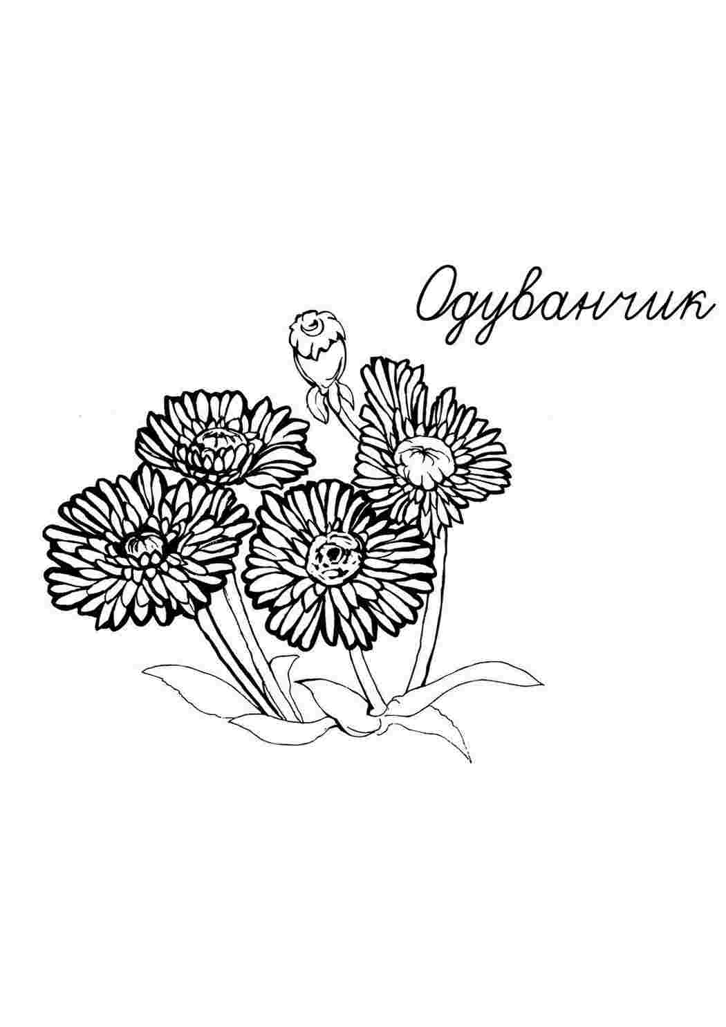 Раскраска Розфарбування "Одуванчик". Розфарбування у форматі А4.
