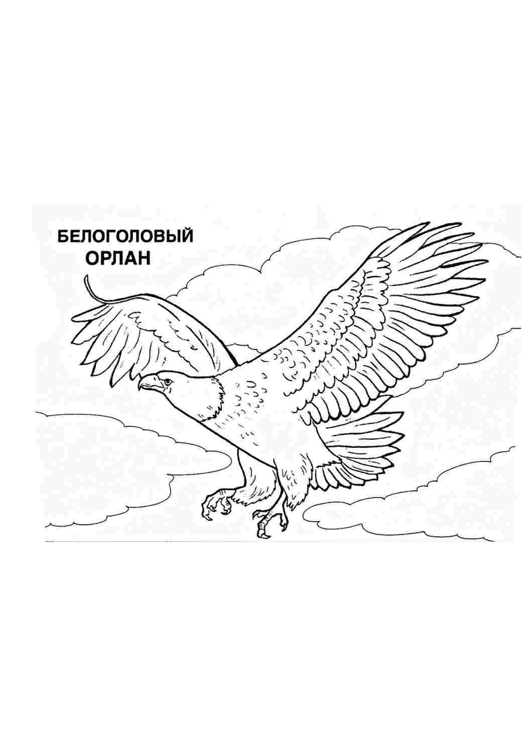 Раскраска Розфарбунки тварини розмальовка орел. Розфарбунки для розвитку.
