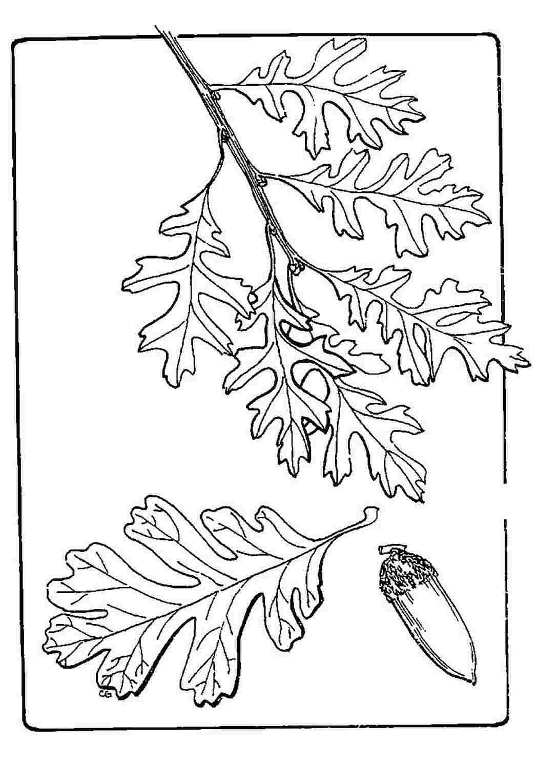 Раскраска Лист природи. Завантажити розмальовки безкоштовно.