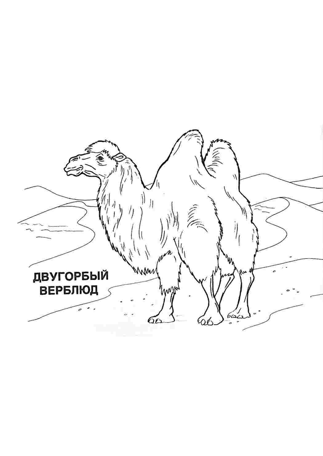 Раскраска Розфарбунки тварини розмальовка верблюд. Завантажити розмальовки безкоштовно.