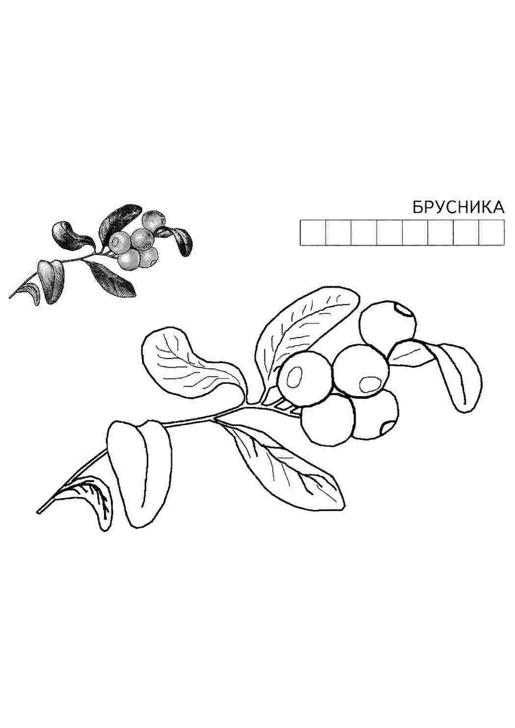 Раскраска Розфарбування брусниця. Роздрукувати розфарбування.