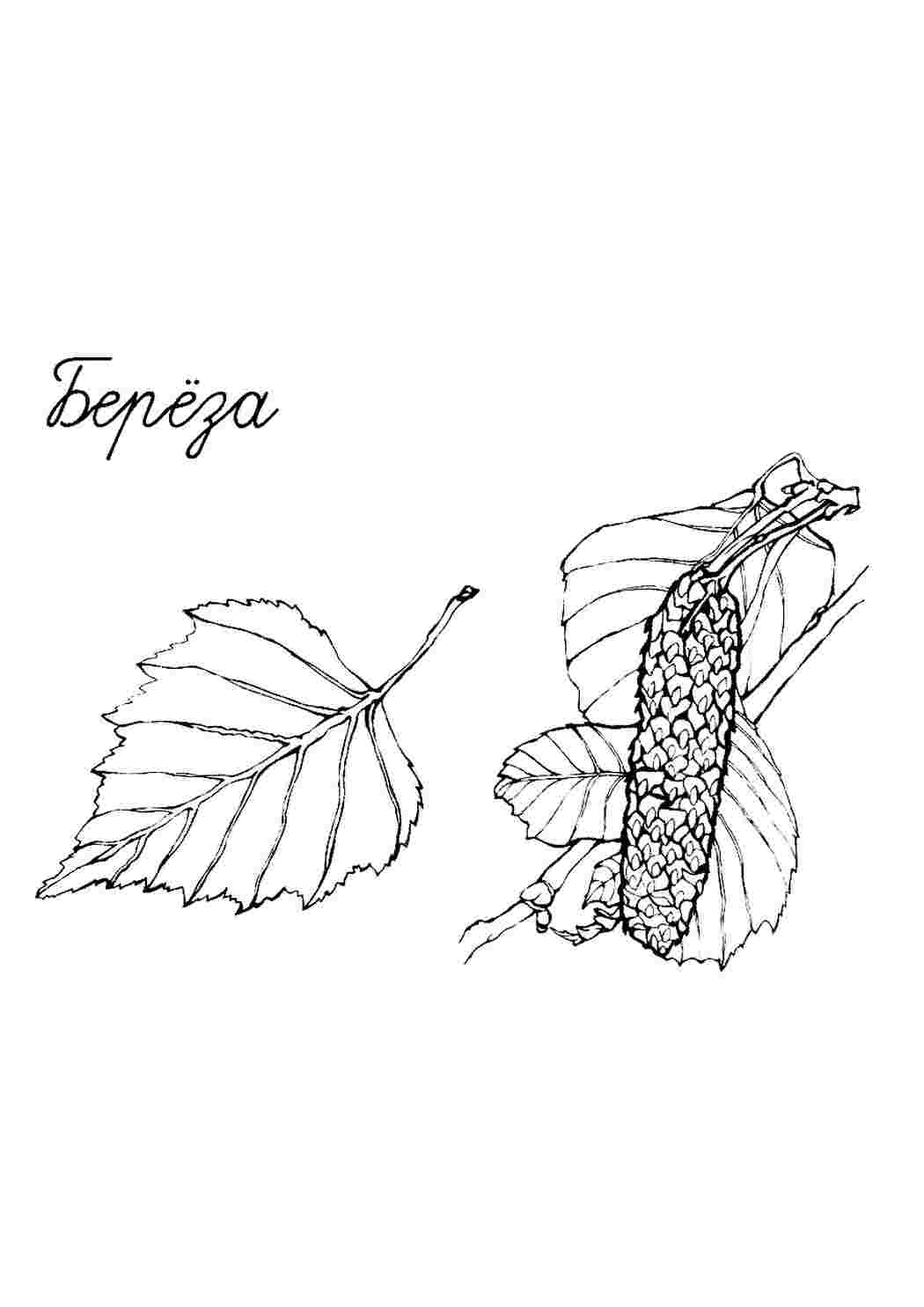 Раскраска Розфарбувати розмальовка березове листя з сережками роздрукувати. Розмальовки.