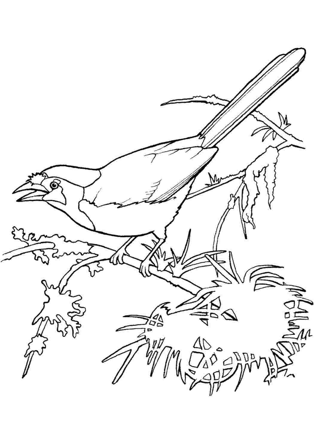 Раскраска Розфарбунки природа розмальовка сорока. Безкоштовно знайти розмальовку.