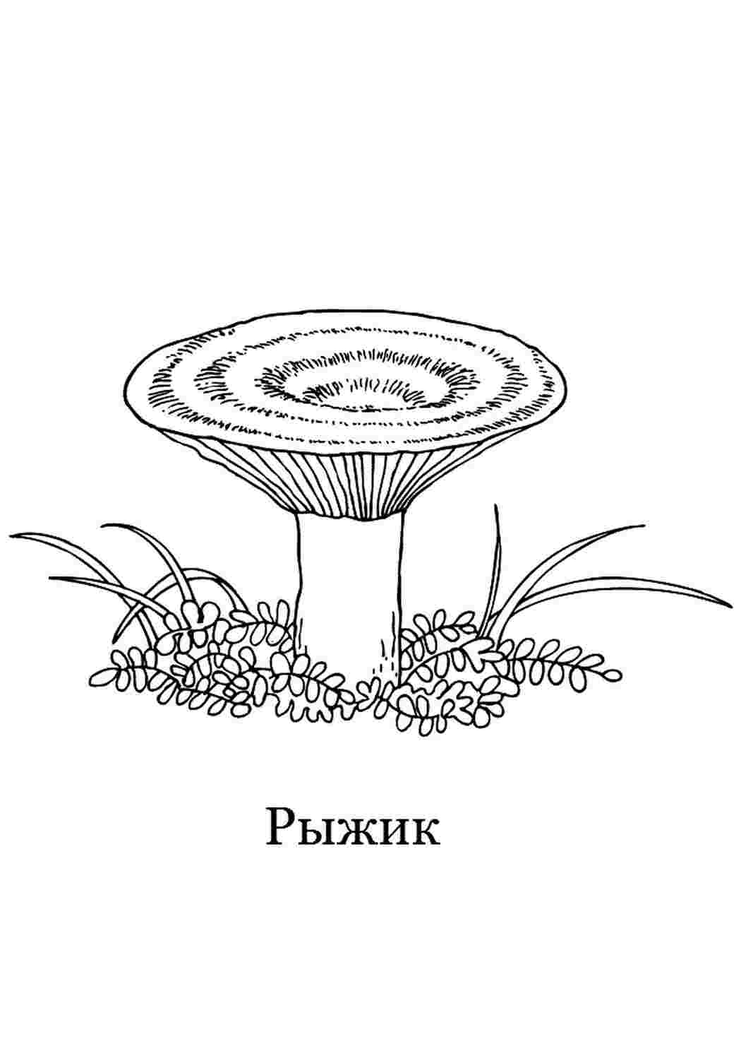 Раскраска Розфарбувати Розфарбувати рудий роздрукувати. Завантажити розмальовки.