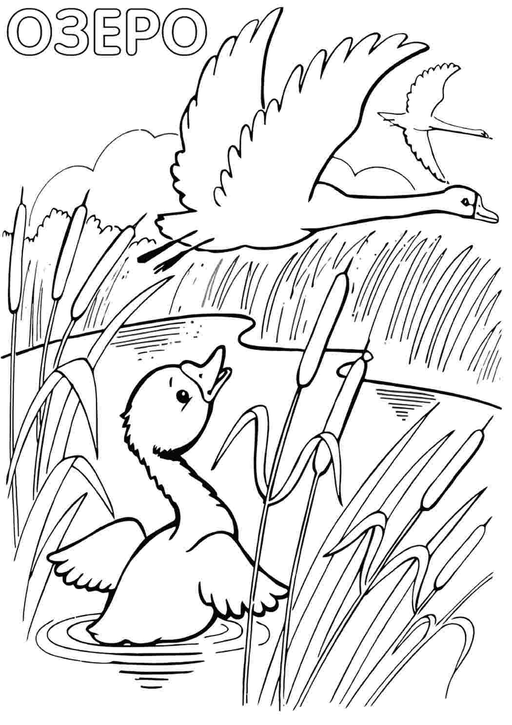 Раскраска Озеро. Природа. Розмальовка.