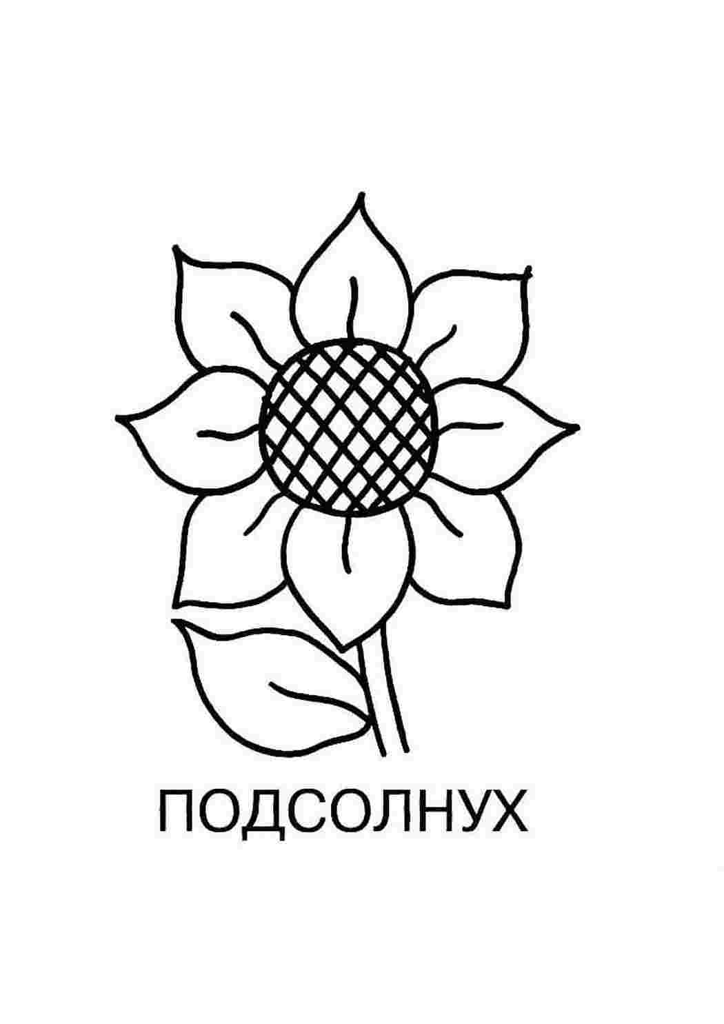 Раскраска Розмальовка Розфарбувати соняшник для дітей роздрукувати. Навчальні розмальовки.
