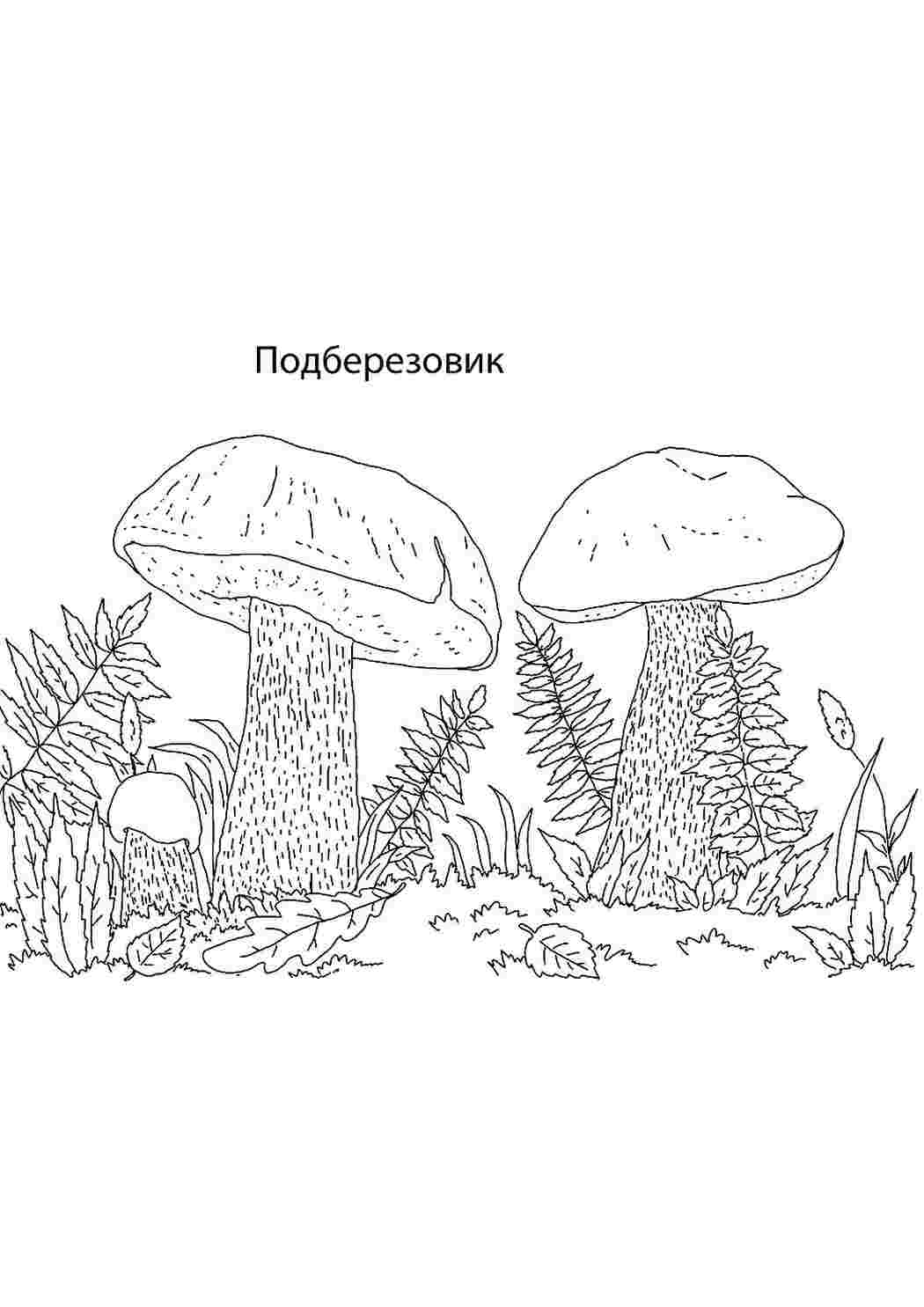 Раскраска Розфарбування підберезовик. Найкращі розфарбування.