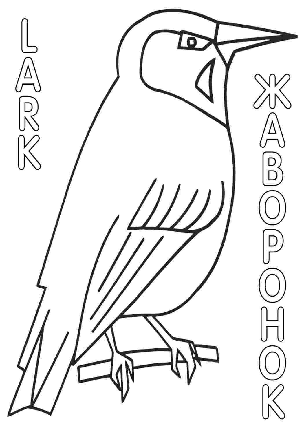 Раскраска Жаворонок. Гарні розмальовки.