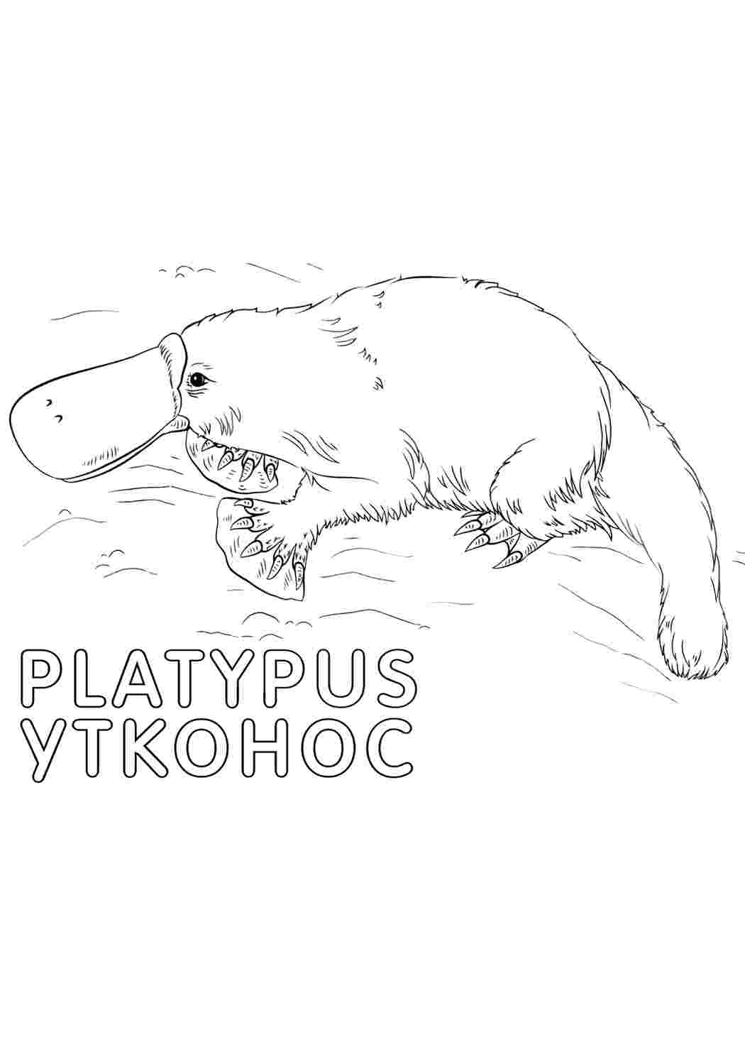 Раскраска Качконіс. Друкує розкварку.