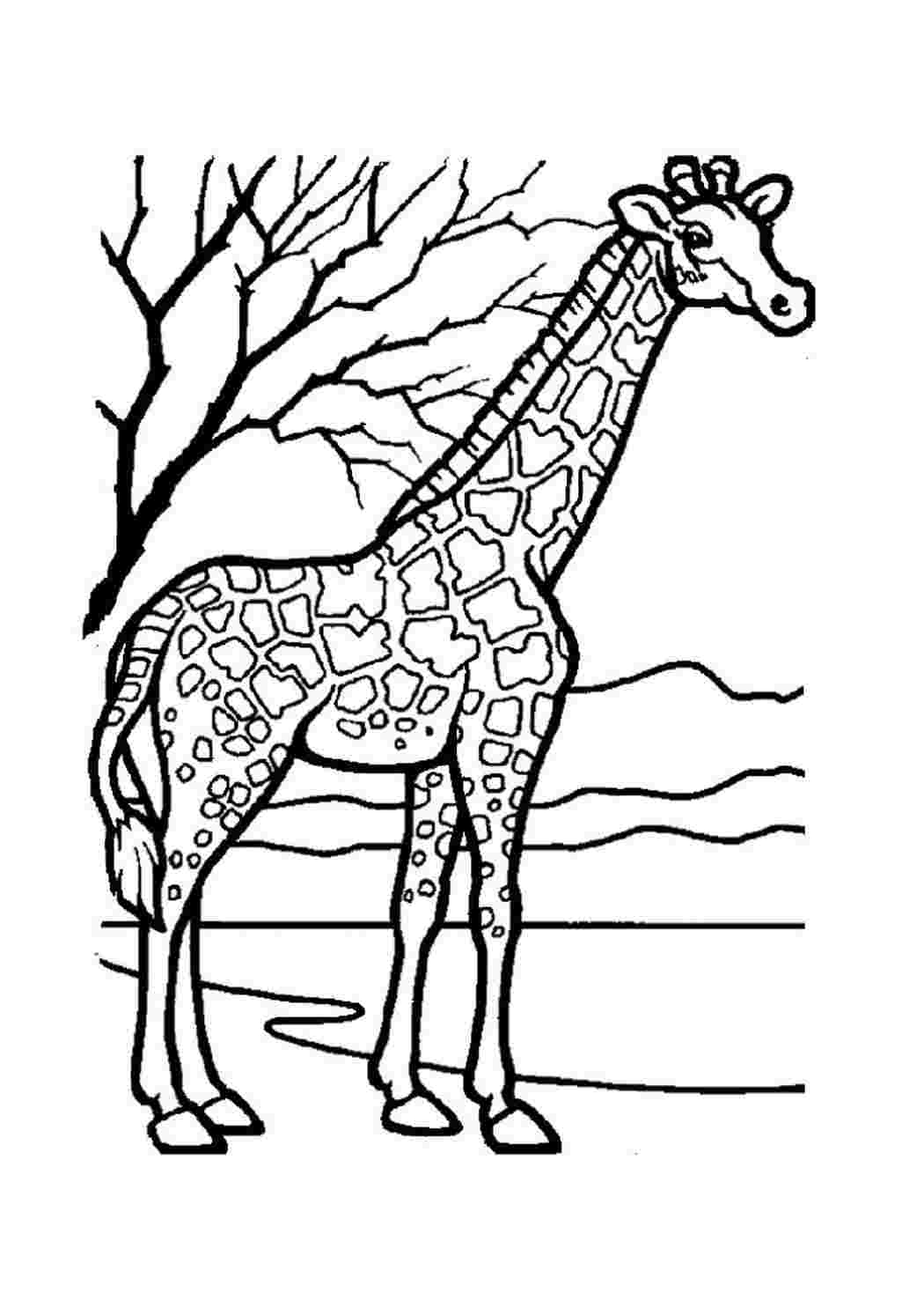 Раскраска Розфарбунки тварин жираф розмальовка. Розмальовки.