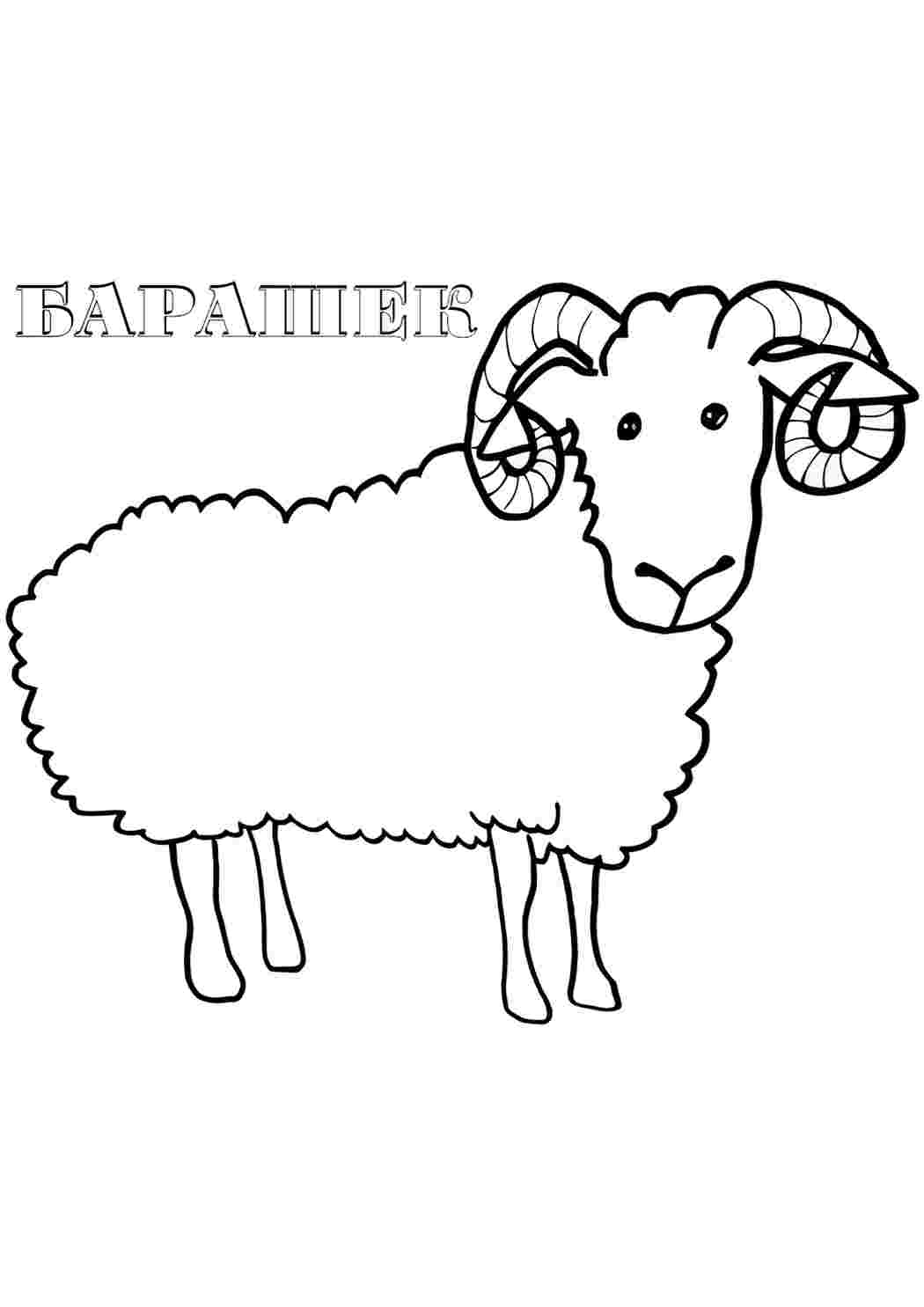 Раскраска Бараня. Роздрукувати розмальовки на сайті.