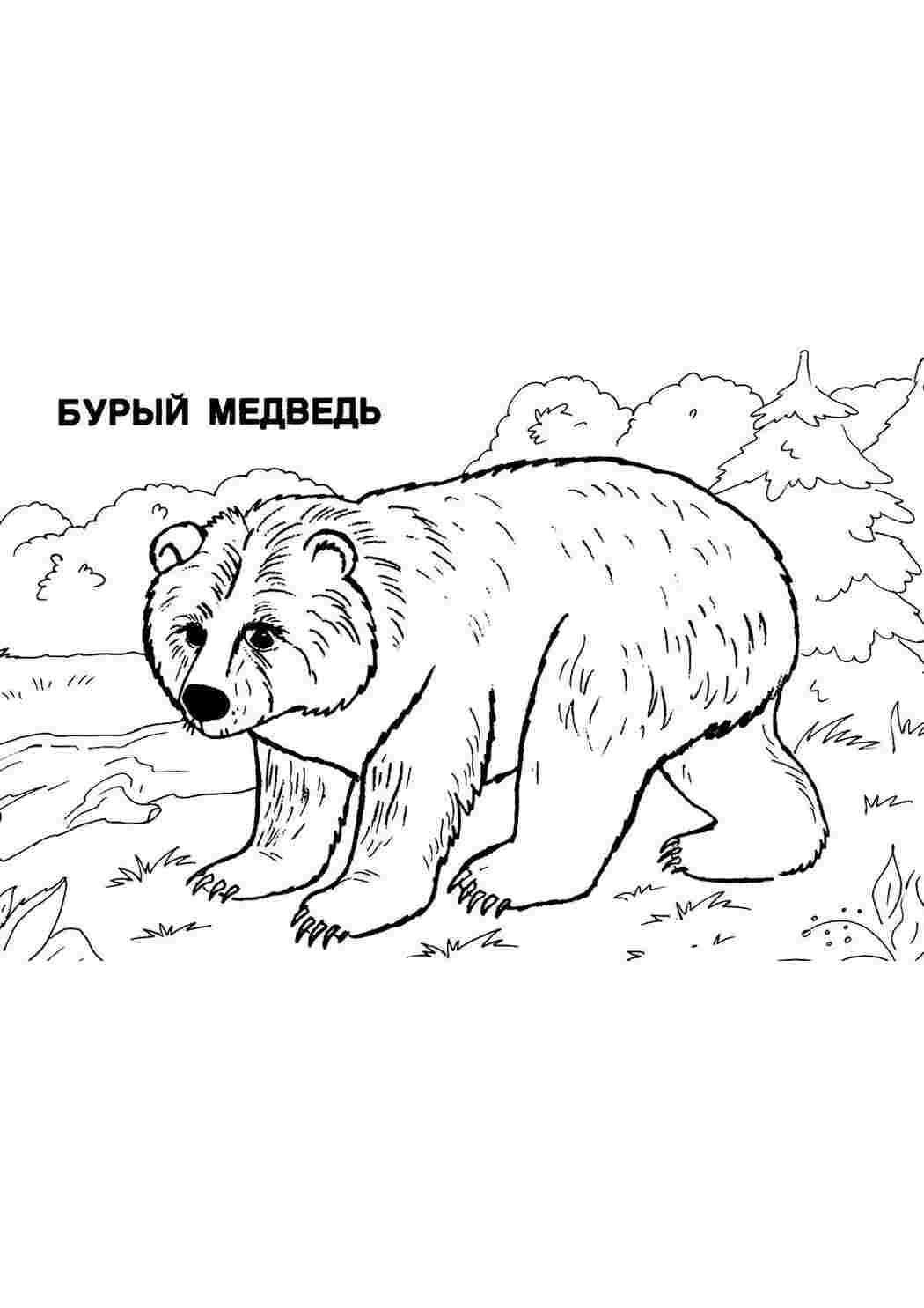 Раскраска Розфарбунки тварини. Розфарбунок.