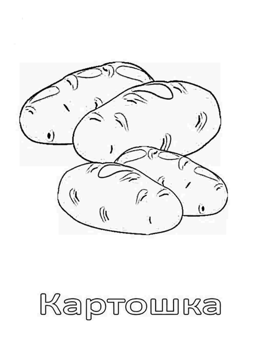 Раскраска Розфарбування картопля. Розфарбування для друку.