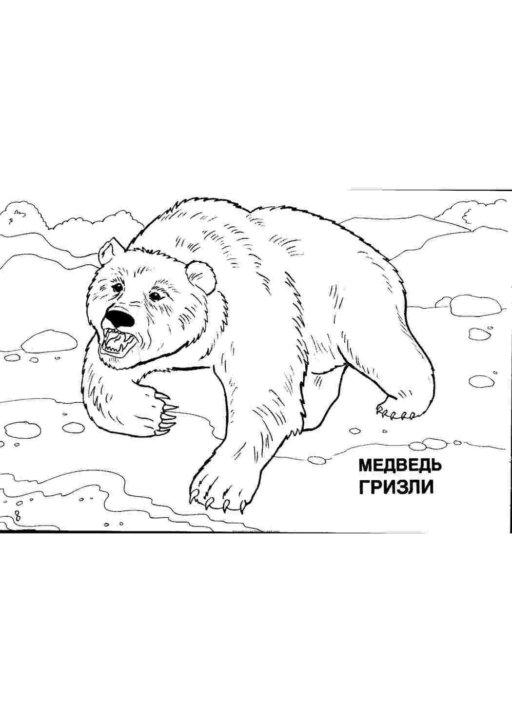 Раскраска Розфарбунки тварин розмальовка ведмедь. Гарні розфарбунки.
