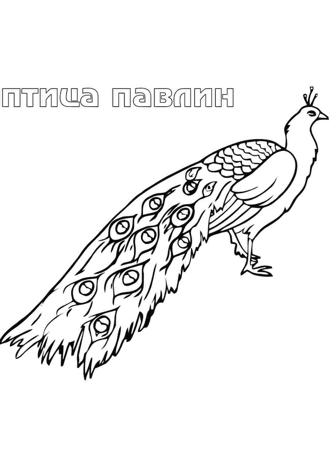 Раскраска Павлин. Малюнки для розмальовування.