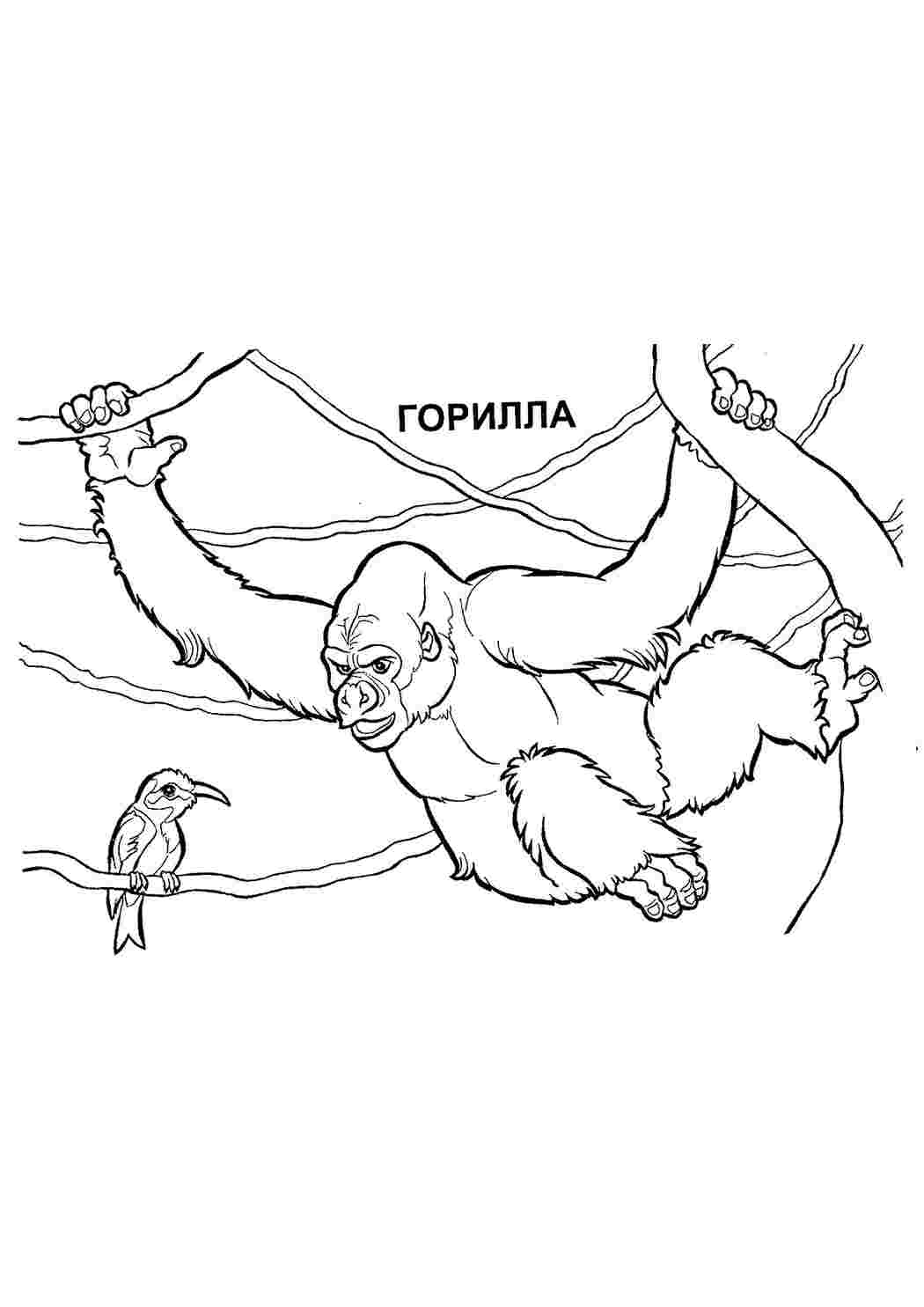 Раскраска Розфарбування тварини розмальовка горила. Багато розмальовок.