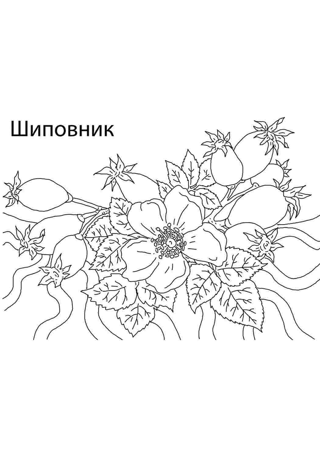 Раскраска Розфарбунки природа розмальовка лікарські рослини. Онлайн розмальовка.