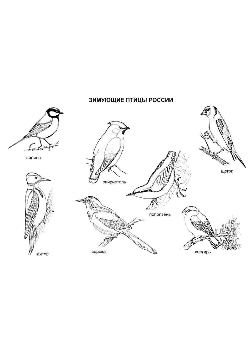 Раскраска Птахи взимку. Сайт з розмальовками.