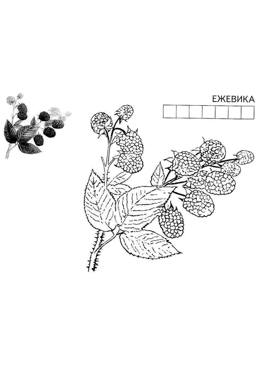 Раскраска Розфарбування ожина. Роздрукувати розмальовки на сайті.