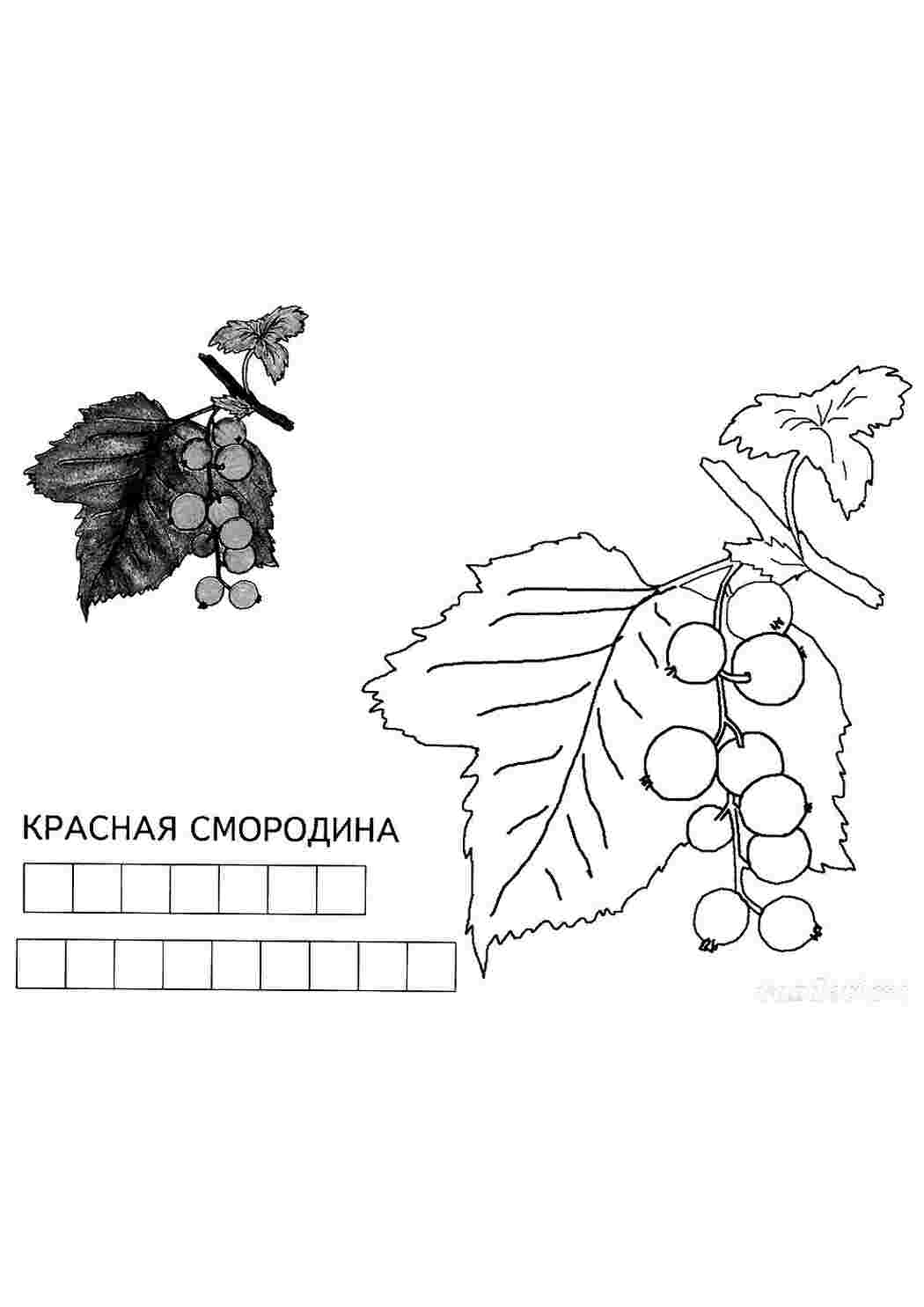 Раскраска Розфарбування Смарагдина. Розфарбування без СМС.
