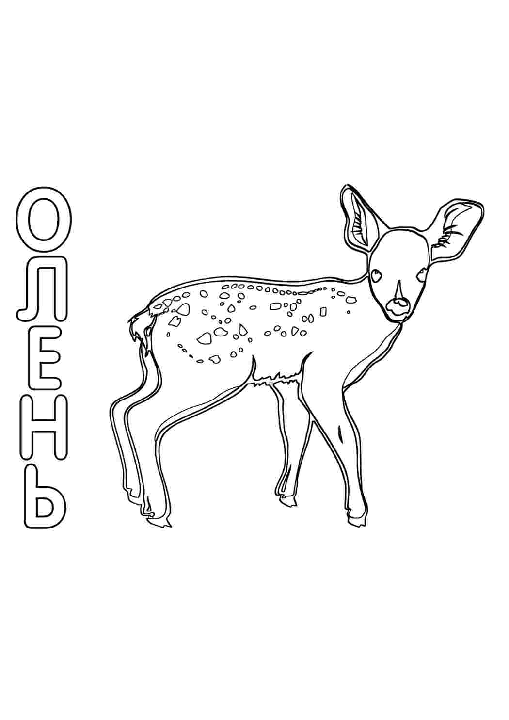 Раскраска Оленя. Гарні розмальовки.