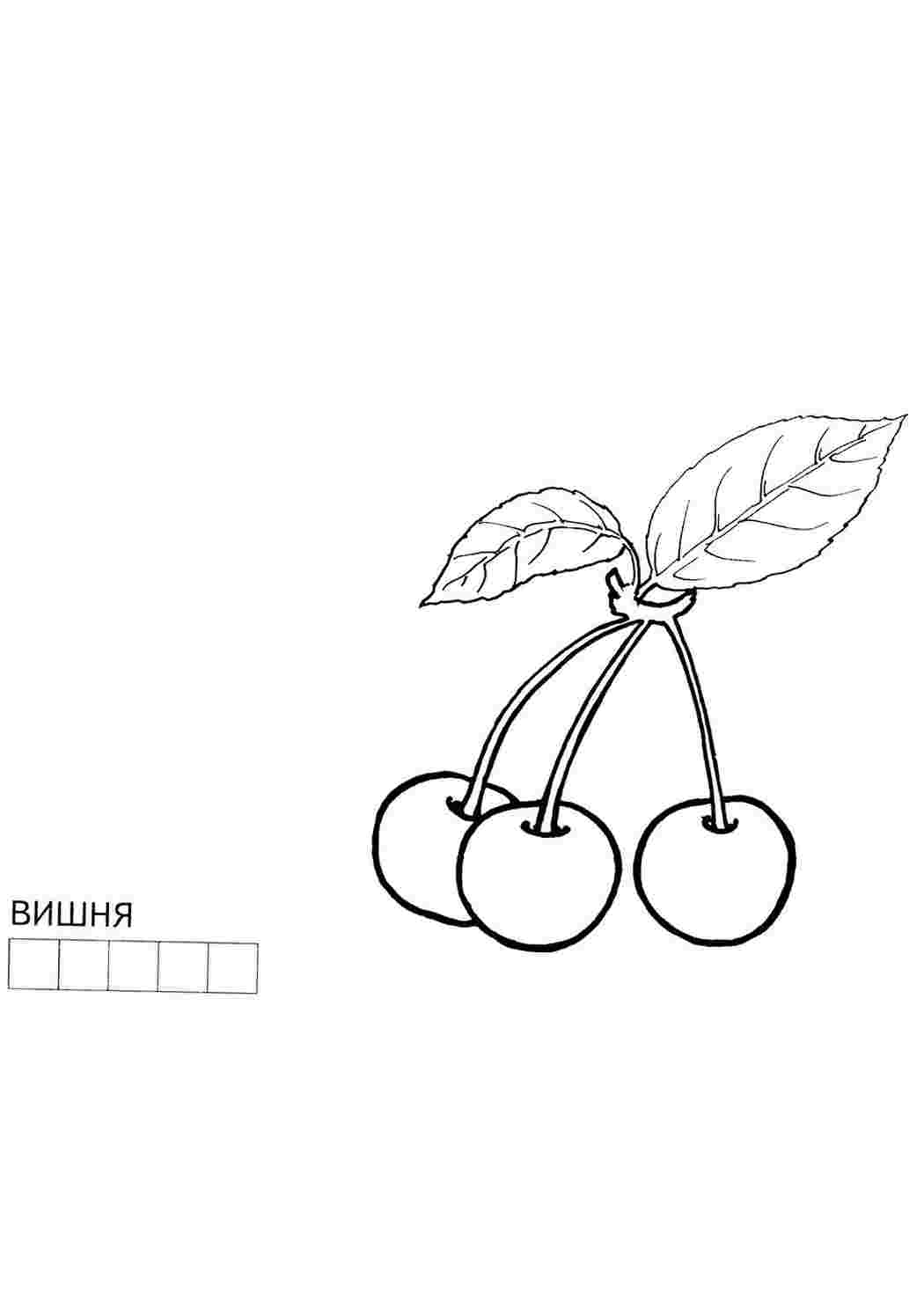 Раскраска Вишня. Розфарбунки для розвитку.
