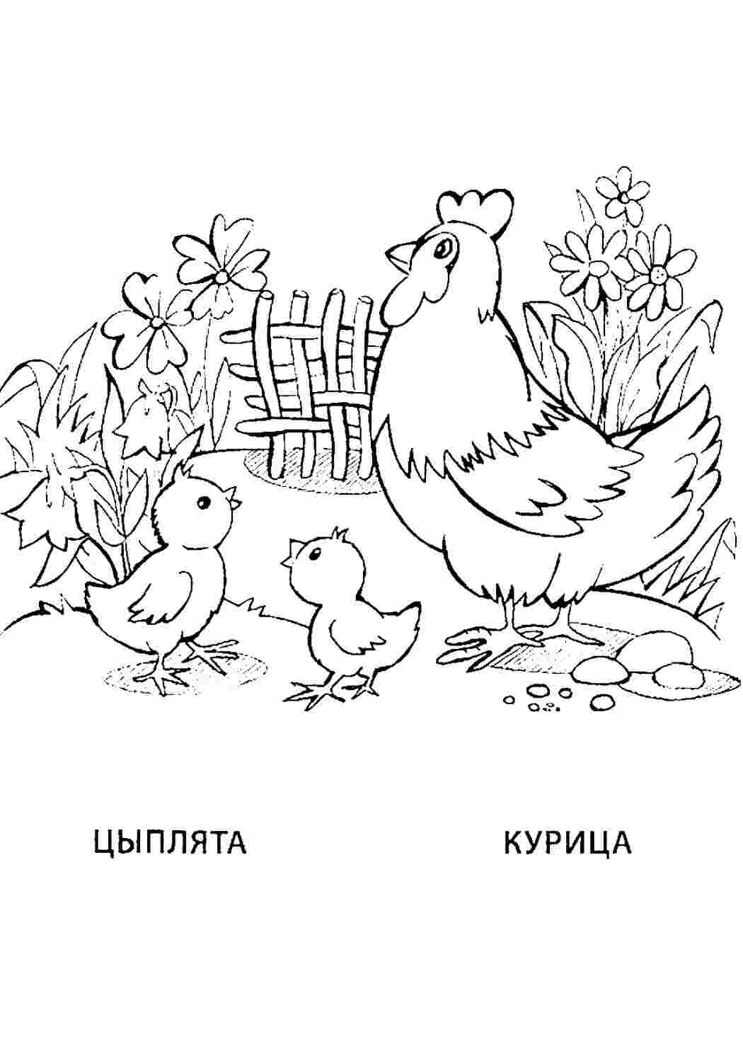 Раскраска Розфарбування Розфарбування курка та курчата роздрукувати. Навчальні розфарбування.