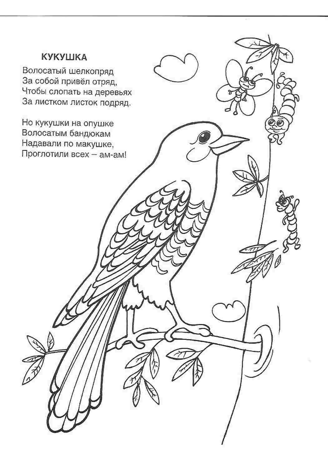 Раскраска Розфарбунки тварин розмальовка кукушка. Друкувати розмальовку.