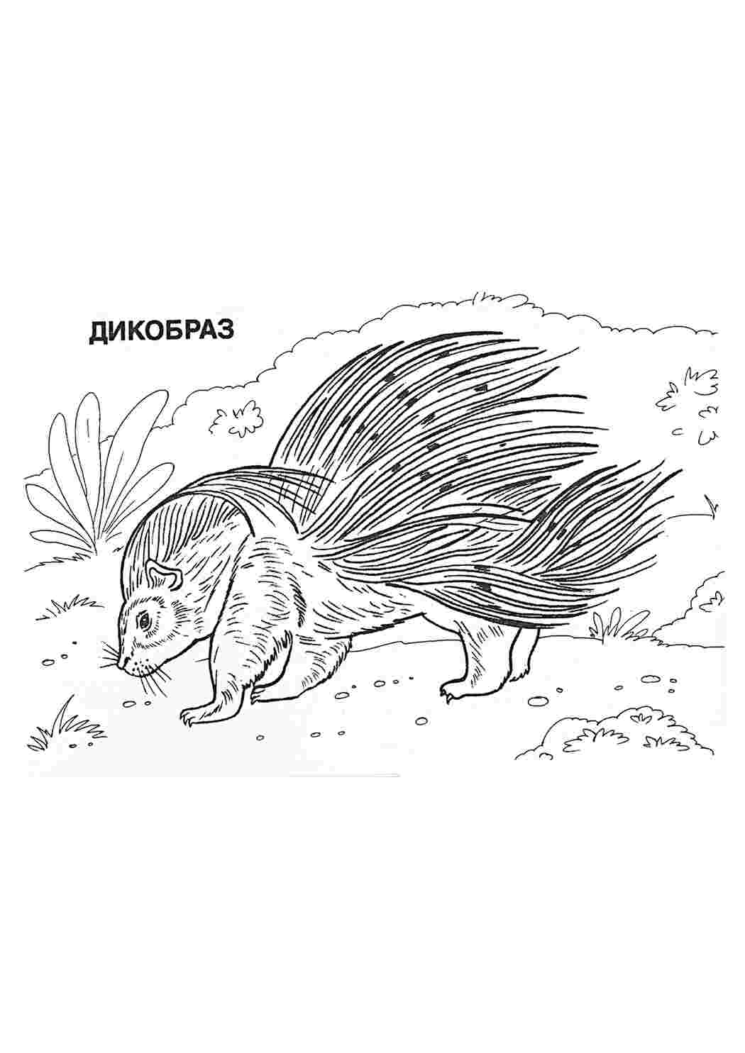 Раскраска Розфарбунки тварин. Завантажити розфарбунки.