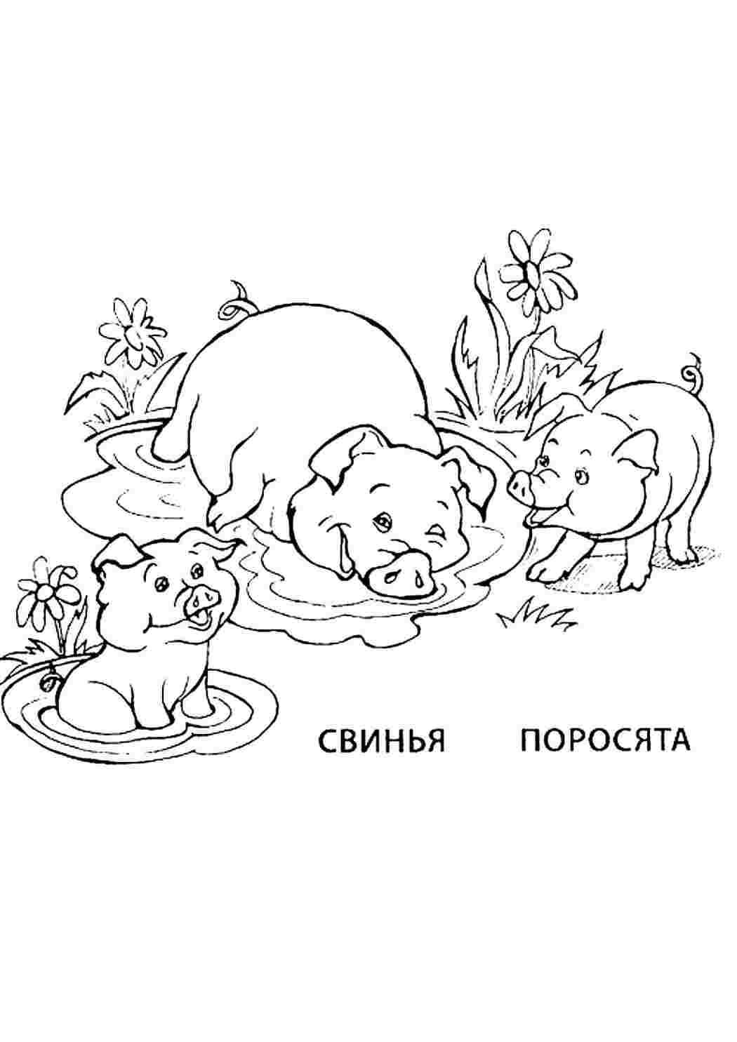 Раскраска Розфарбування тварини розмальовка порося. Розмальовка.
