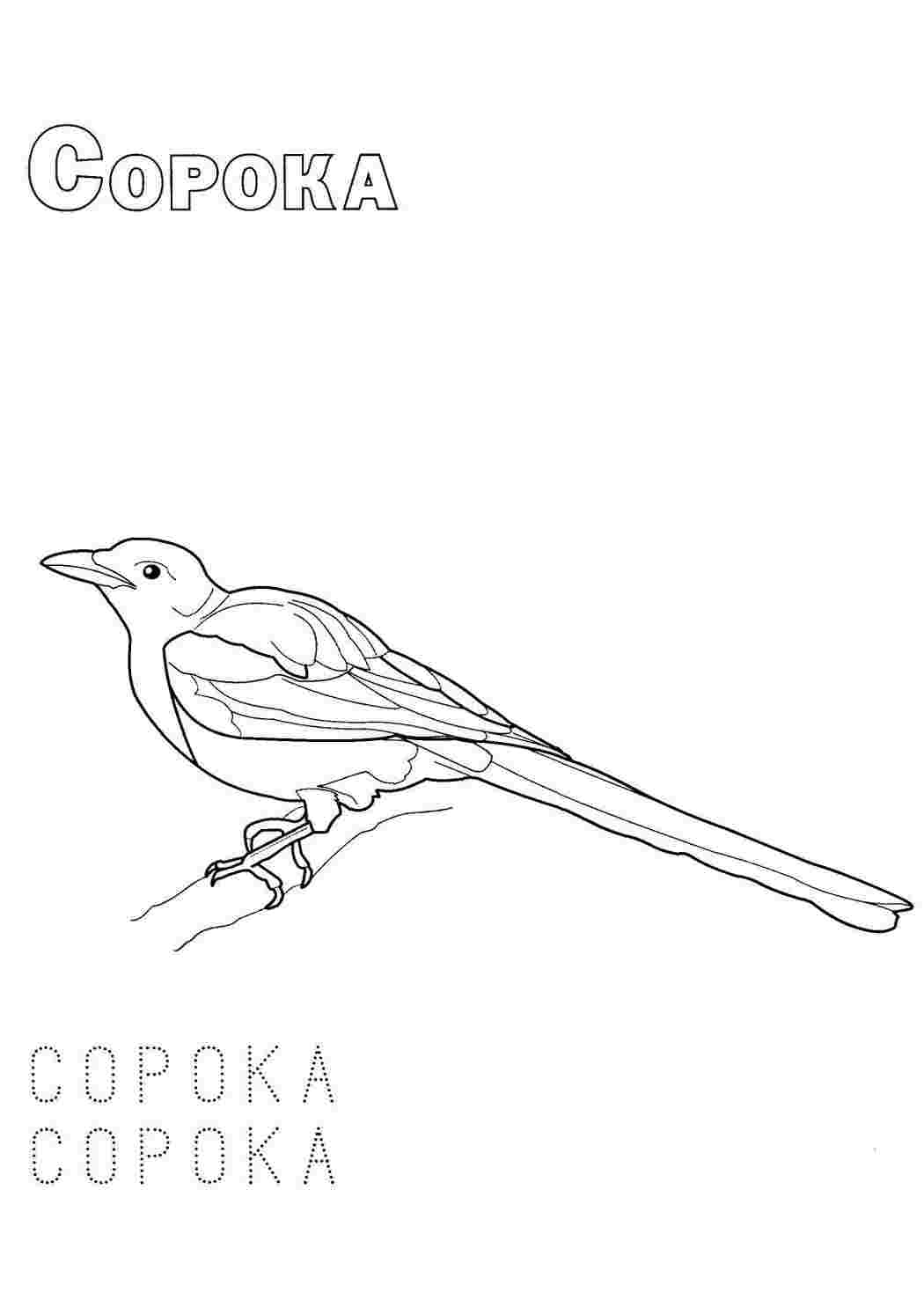 Раскраска Розфарбунки тварин. Гарні розфарбунки.