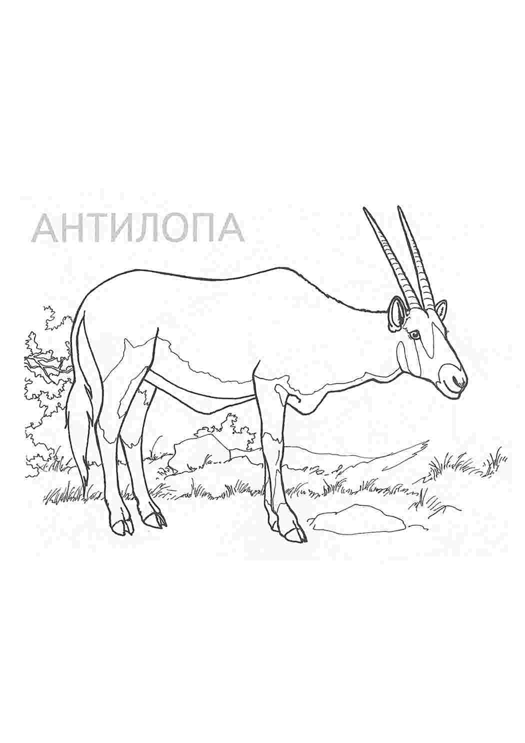 Раскраска Розфарбування тварин. Багато розмальовок.
