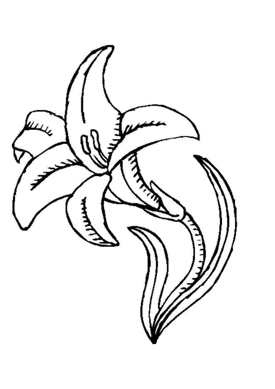 Раскраска Розфарбування лілії. Роздрукувати розфарбування.