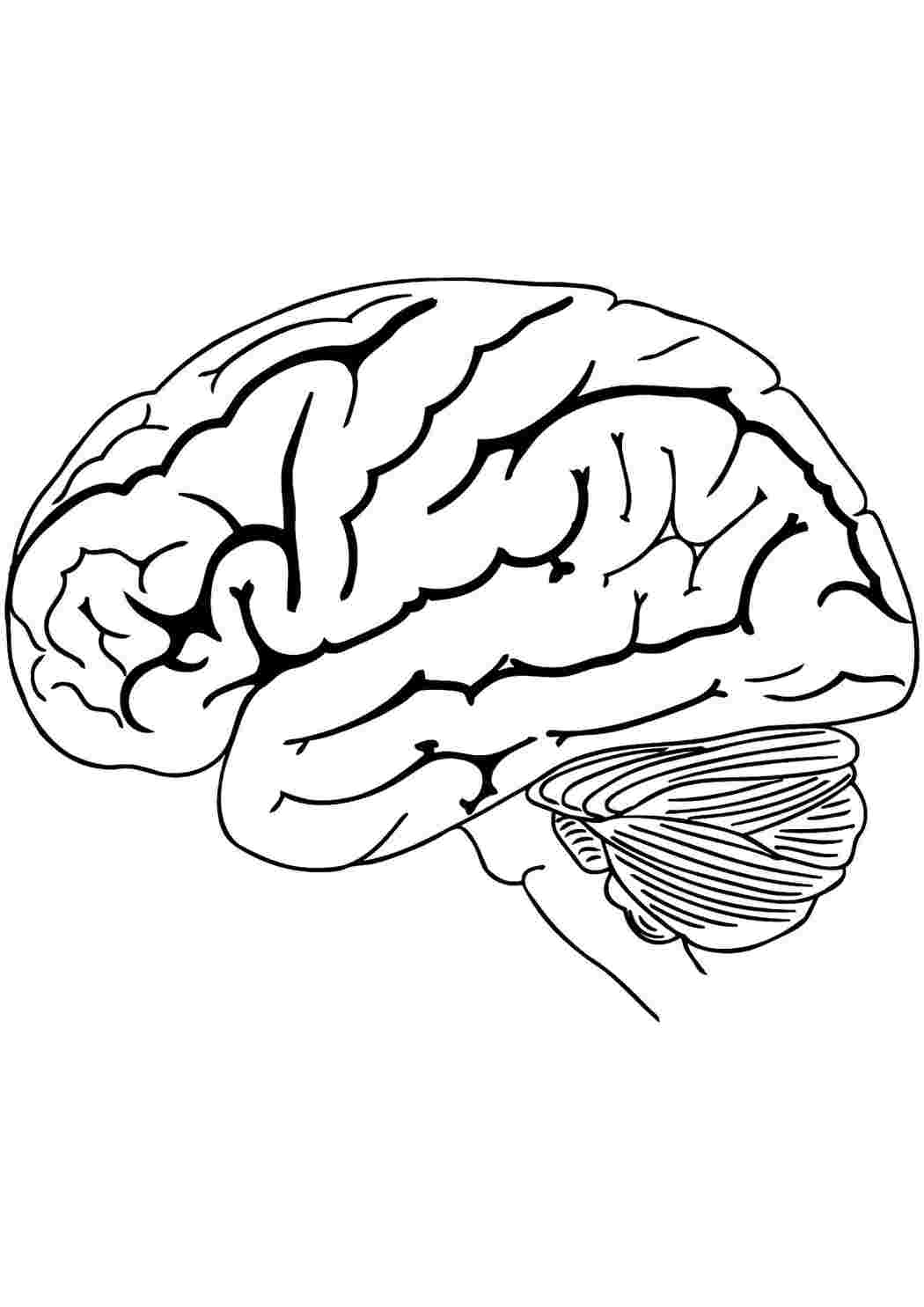 Раскраска Розфарбування мозку. Хороші розфарбування.