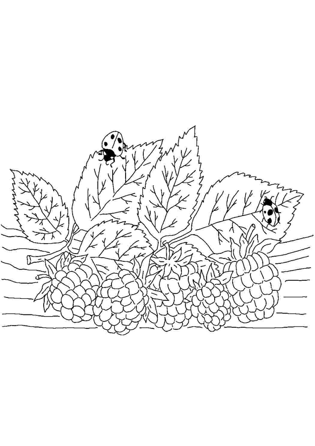 Раскраска Малина та божї коровки. Розмальовки для розвитку.