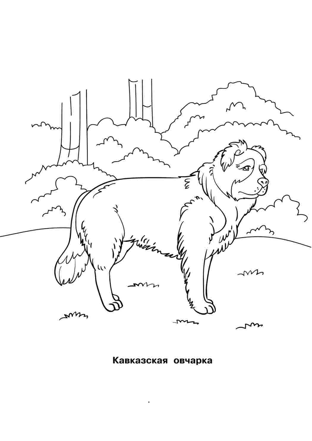Раскраска Кавказька вівчарка. Найкращі розмальовки.