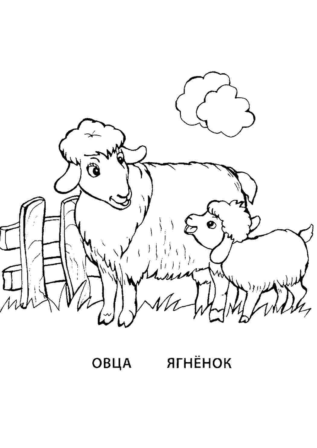 Раскраска Розфарбування Розфарбування вівця та ягня роздрукувати. Розмальовки.