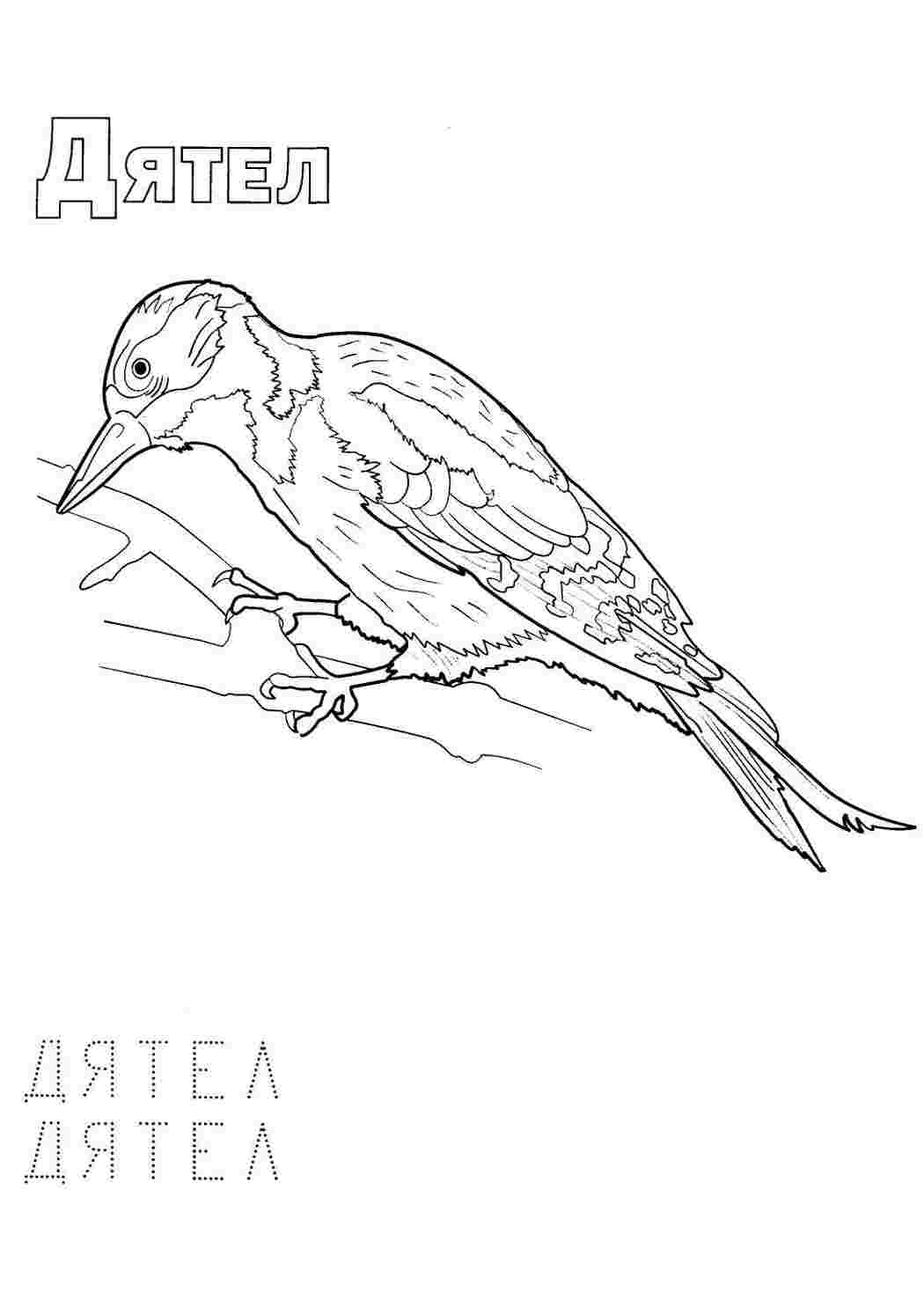 Раскраска Розфарбунки тварин. Безкоштовні розфарбунки.
