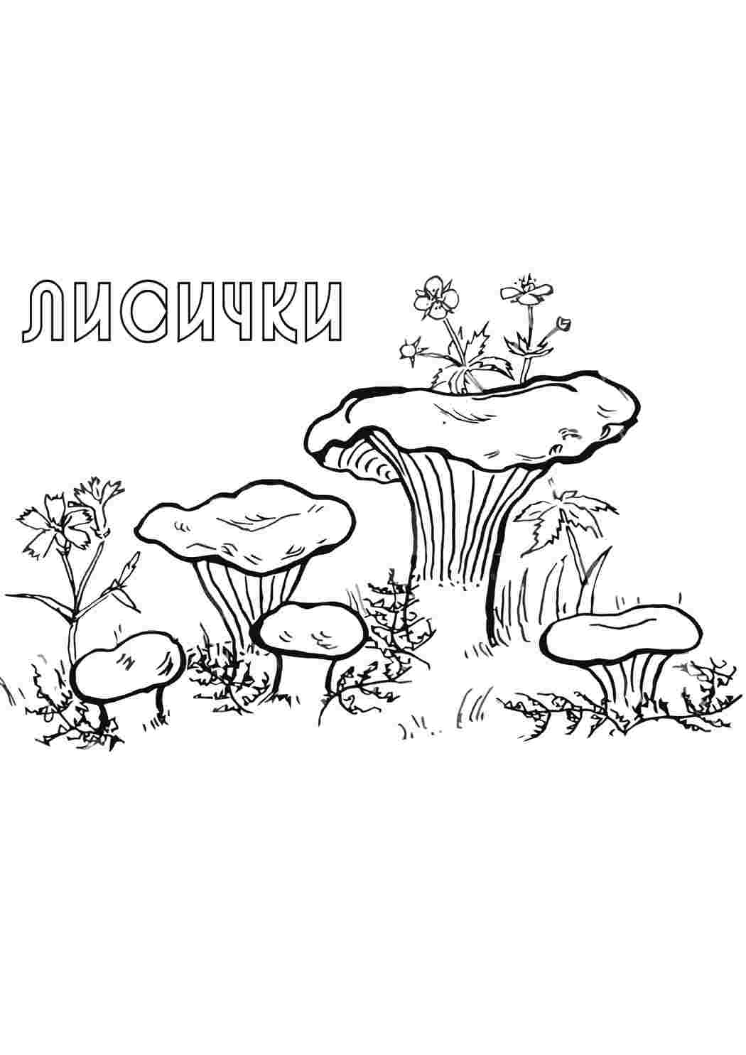 Раскраска Природа. Завантажити розмальовки.