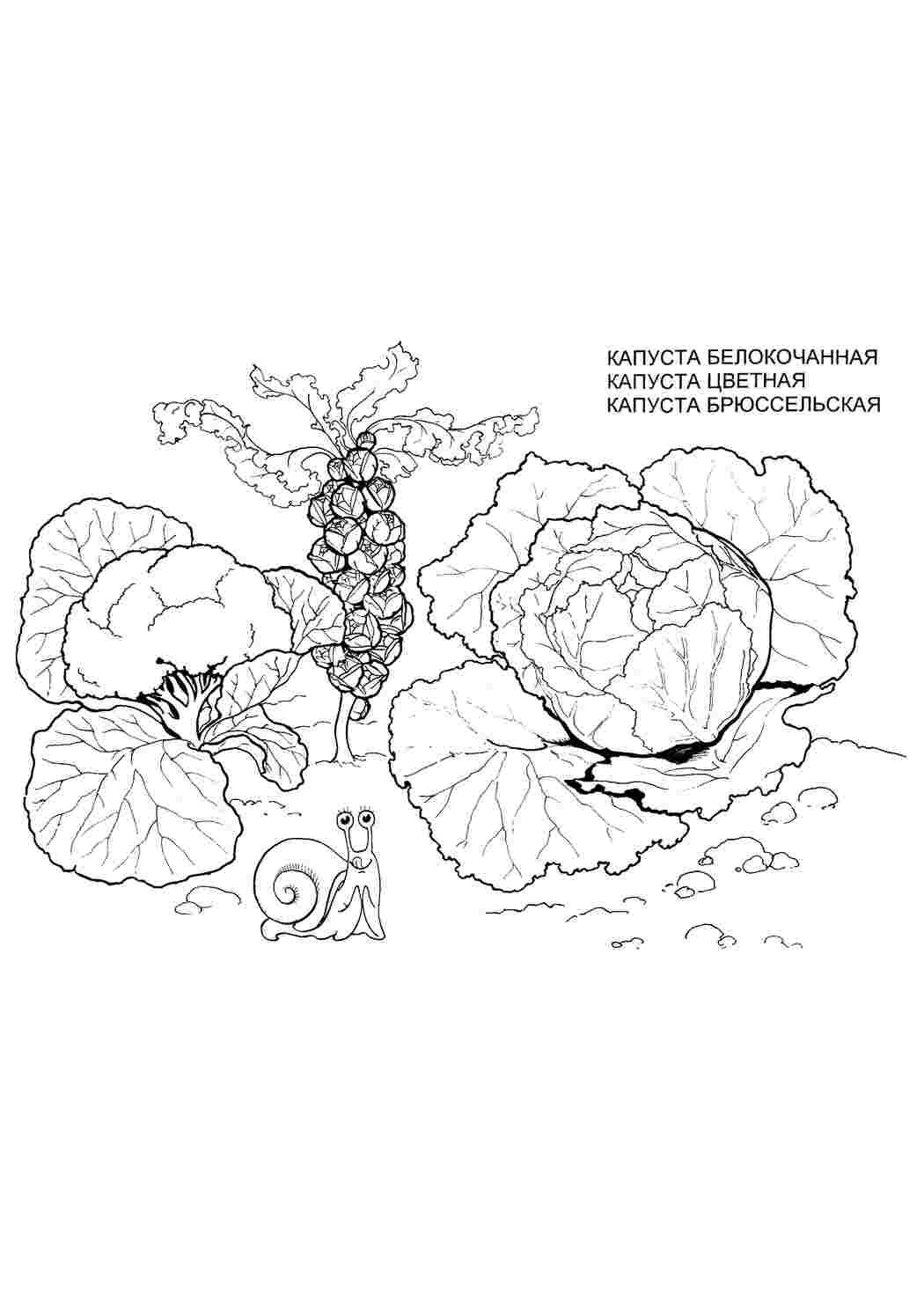 Раскраска Капуста брюссельська. Завантажити розмальовки безкоштовно.
