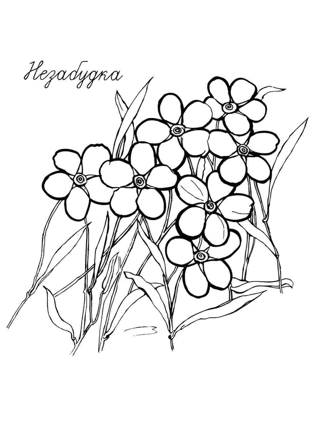 Раскраска Розфарбунки природа розмальовка незабудка. Навчальні розфарбунки.