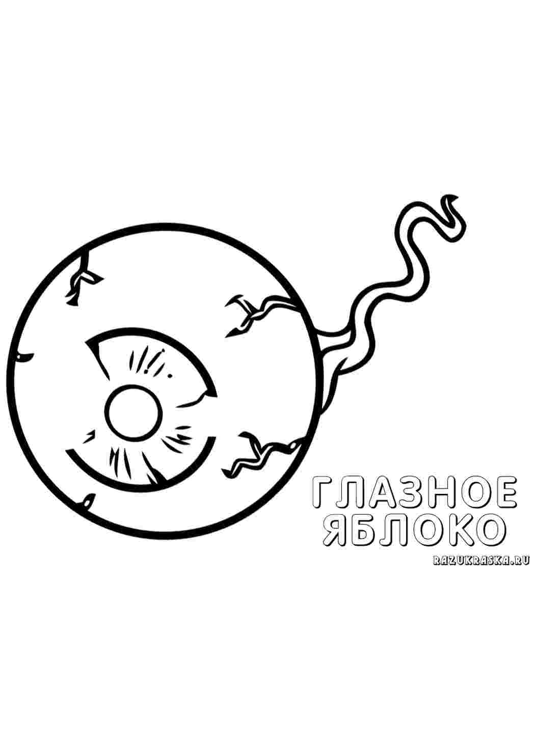 Раскраска очі. Роздрукувати розмальовки.