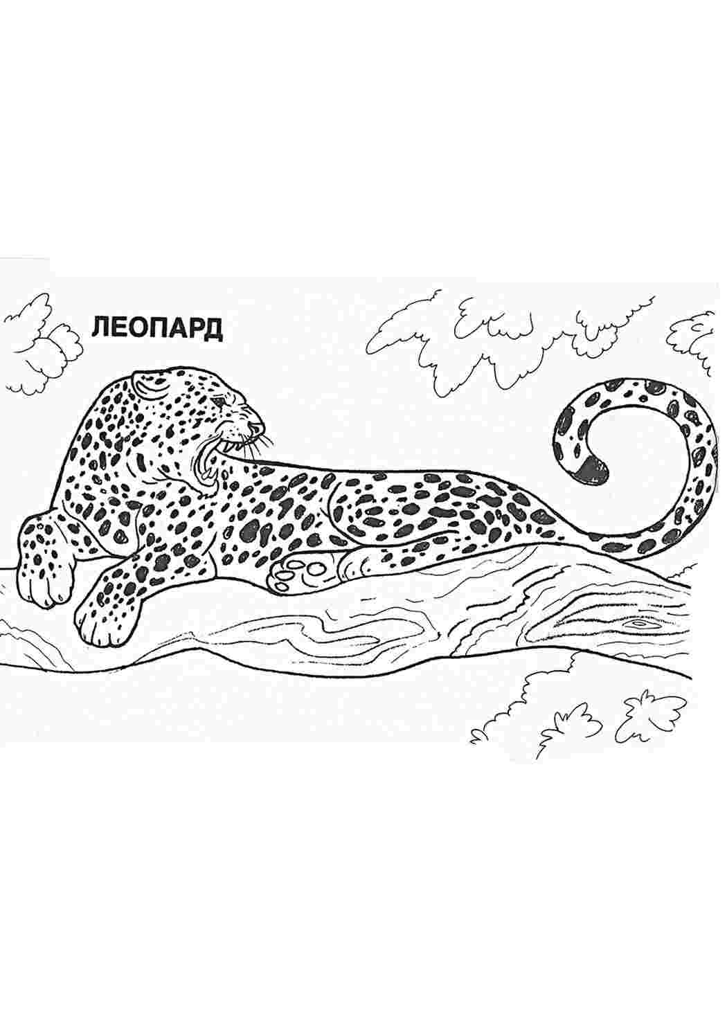 Раскраска Розфарбунки тварини леопард. Завантажити розфарбунки.