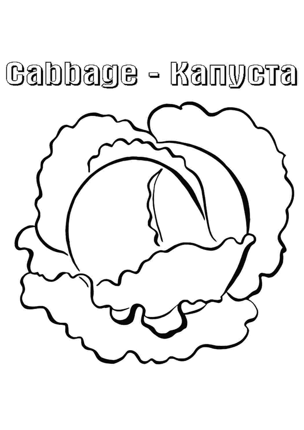 Раскраска Капуста їжа. Розмальовки.